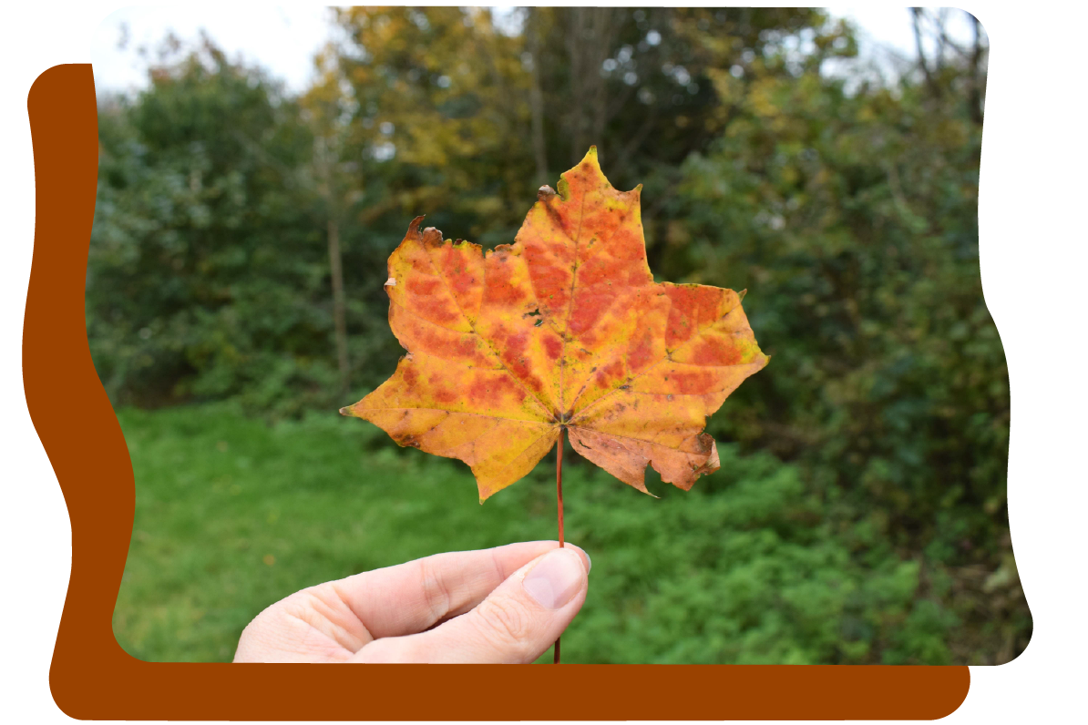 het landschap van mijn herfst